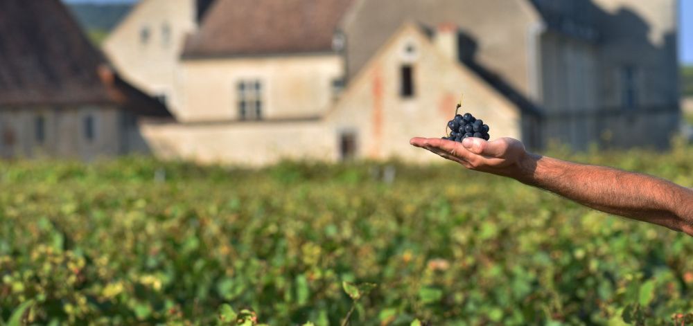 Ausgestreckter Arm mit Weintraube auf der Hand vor Weinrebenlandschaft mit Haus im Hintergrund
