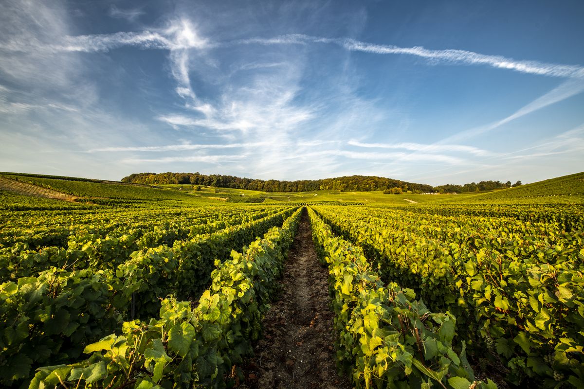 Weite Weinrebenlandschaft unter blauem Himmel mit dezenten Wolken von Lauren Perrier