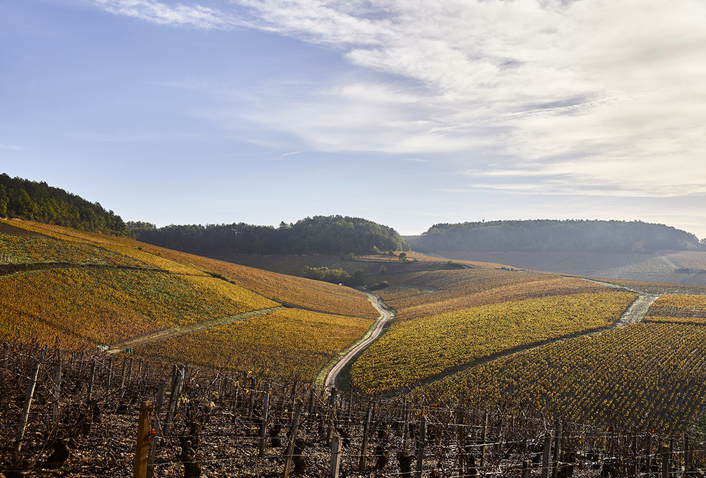 Weite Weinbergslandschaft mit parallelen Rebenreihen auf sanften Hügeln