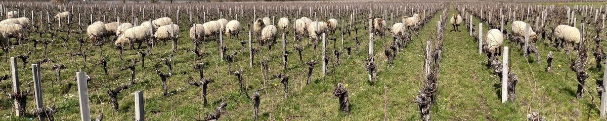 Schafe zwischen den Weinrebenreihen von Château Branas Grand Poujeaux