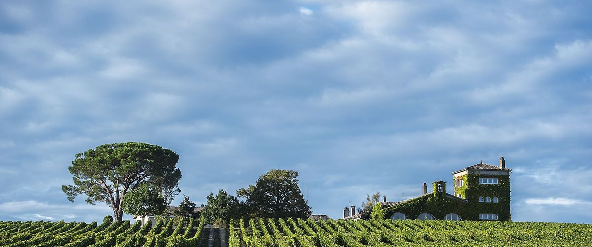 Weinreben Landschaft mit Chateau Rieussec im Hintergrund unter blauem Himmel