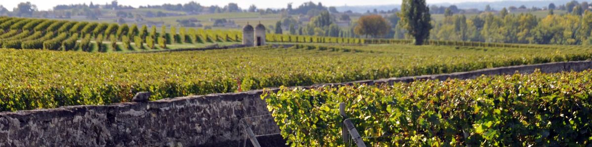 Weinbergreihen auf den Weinbergen von Château Cap Saint George