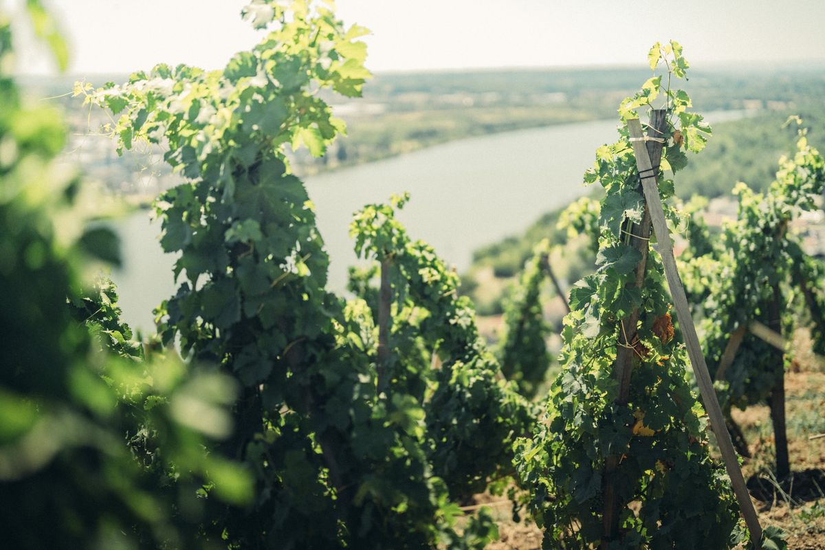Nahaufnahmen von Weinreben von Chateau Grillet am Stock angebunden