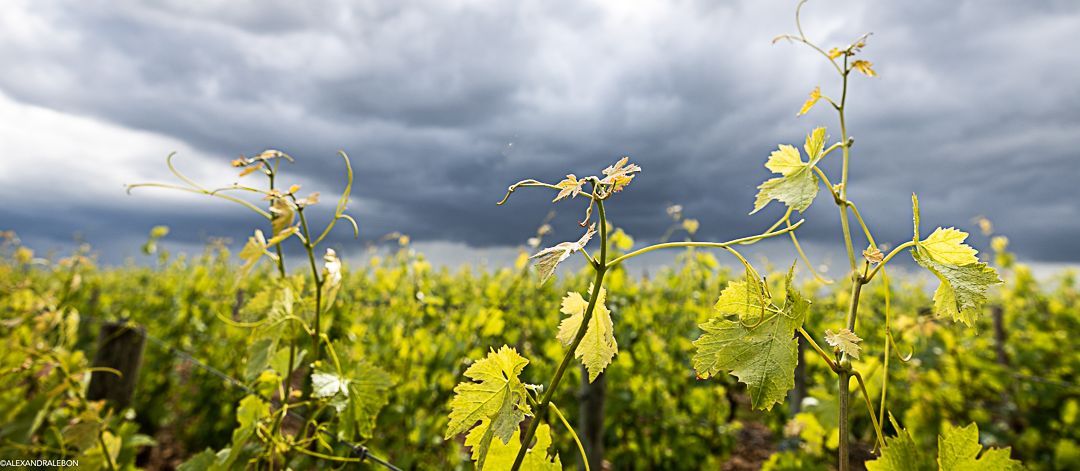 Nahaufnahme von Weinrebe mit regnerischen Himmel von Chateau Lafleur