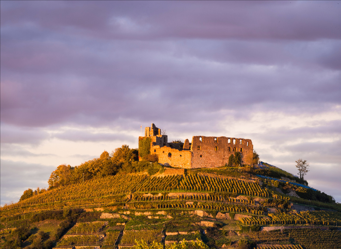 Bild von Weingut Martin Wassmer