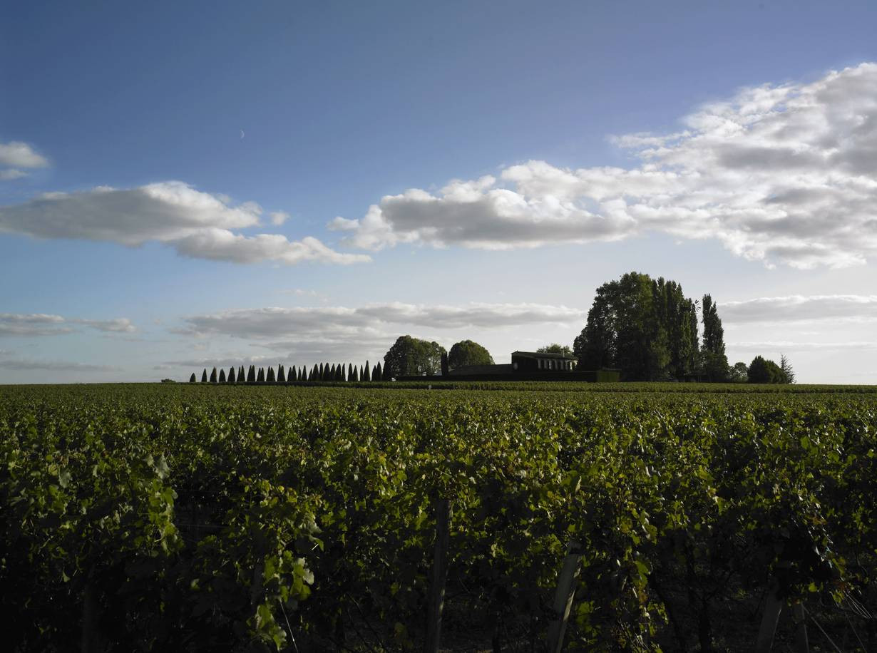 Bild von Chateau Trotanoy