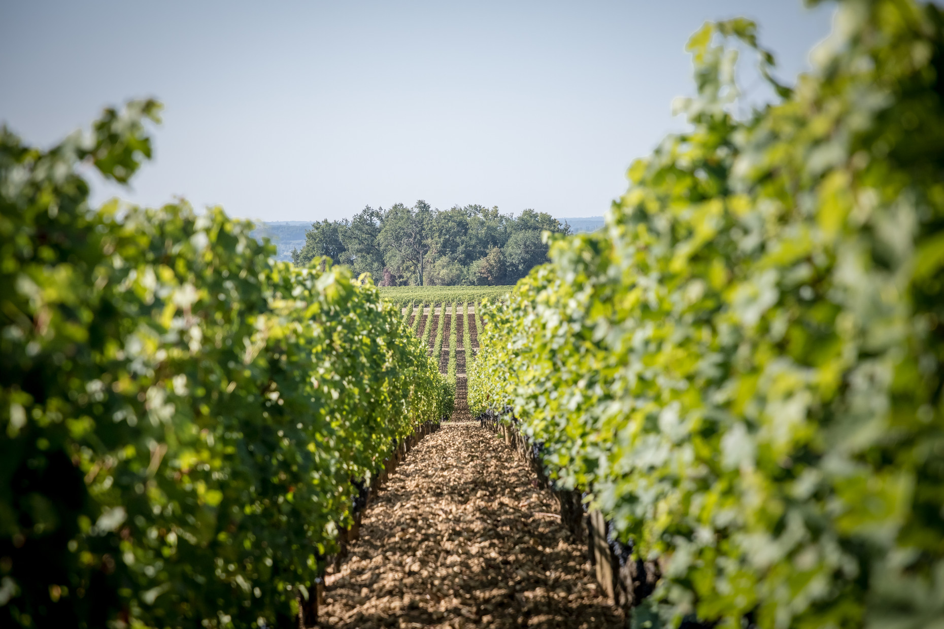 Bild von Chateau Troplong Mondot