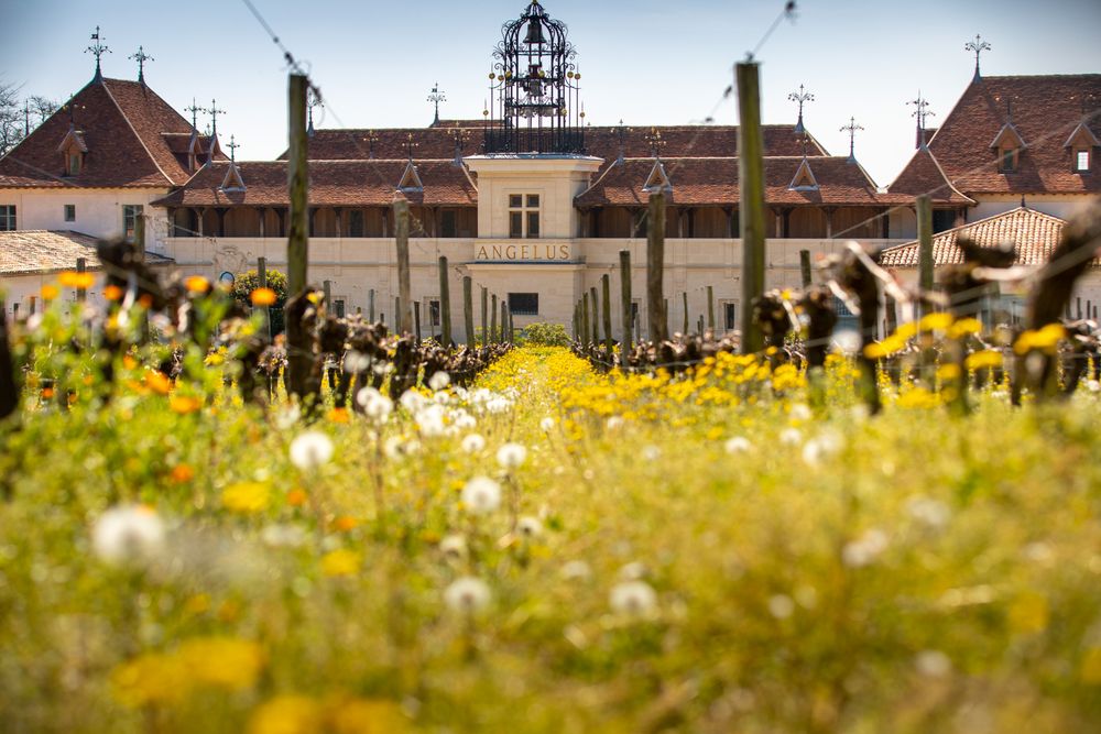 Bild von Chateau Angelus