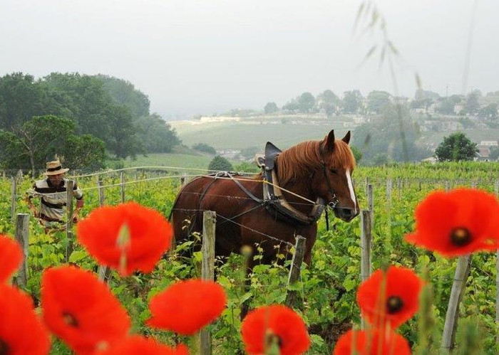 Ein 98 Punkte Überflieger von Chateau Latour - 49,50 Euro