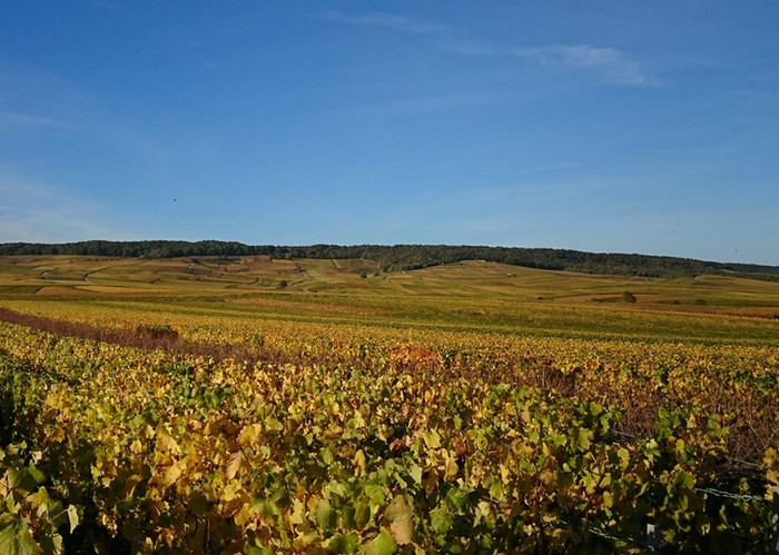 Warum nicht mal GRAND CRU zu Ostern - bei 27,80 Euro?!