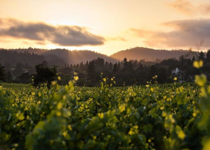 PARKER: " ... I have consistently bought these wines since his first vintages..."