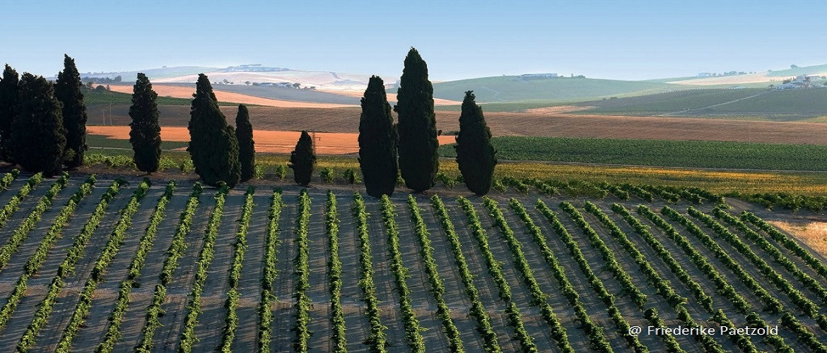 Bodegas Compania se Vinos del Atlantico