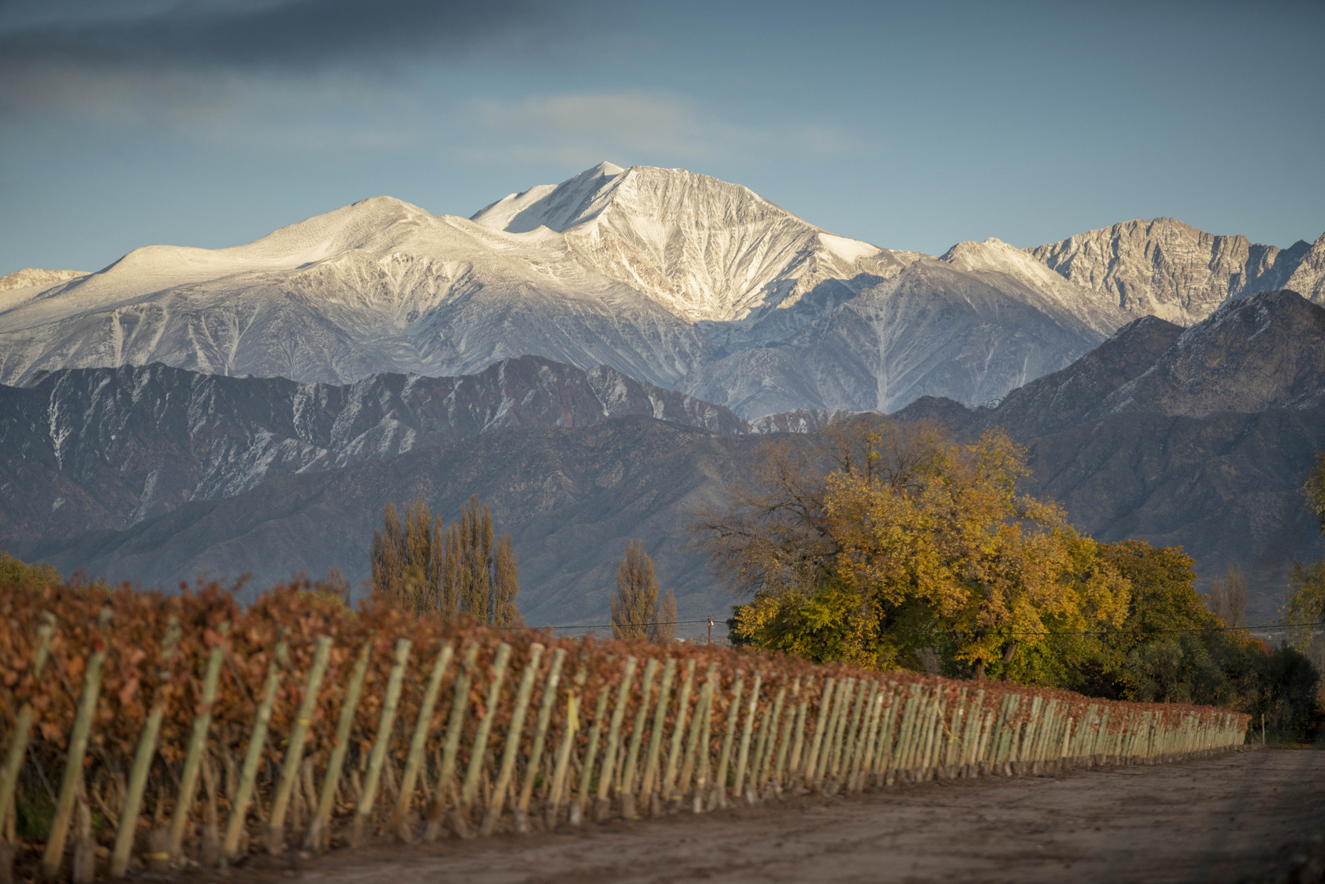 Cheval des Andes